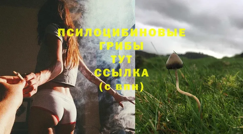 как найти   Белореченск  Галлюциногенные грибы Cubensis 